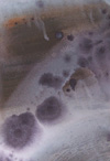 Stepping Stones