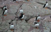 Puffins