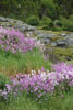 Wild Flowers