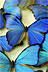 The Blue Butterflies