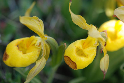 Lady's Slippers